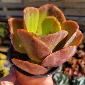 May include: A succulent plant with fleshy, reddish-brown leaves arranged in a rosette shape. The plant is potted in a brown plastic pot.