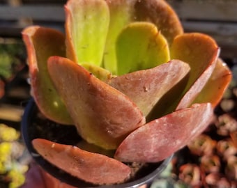 Echeveria Fireball (4"pot) Succulent Plant