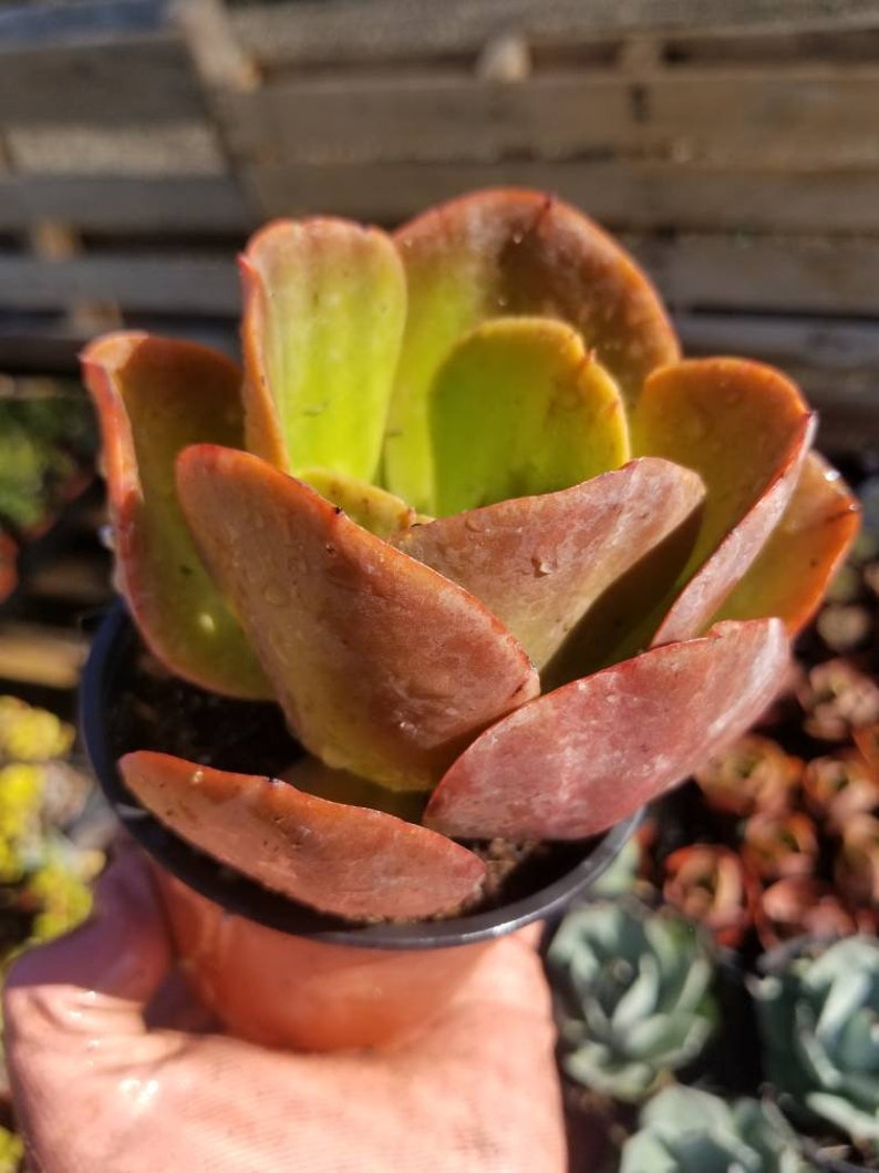May include: A succulent plant with fleshy, reddish-brown leaves arranged in a rosette shape. The plant is potted in a brown plastic pot.
