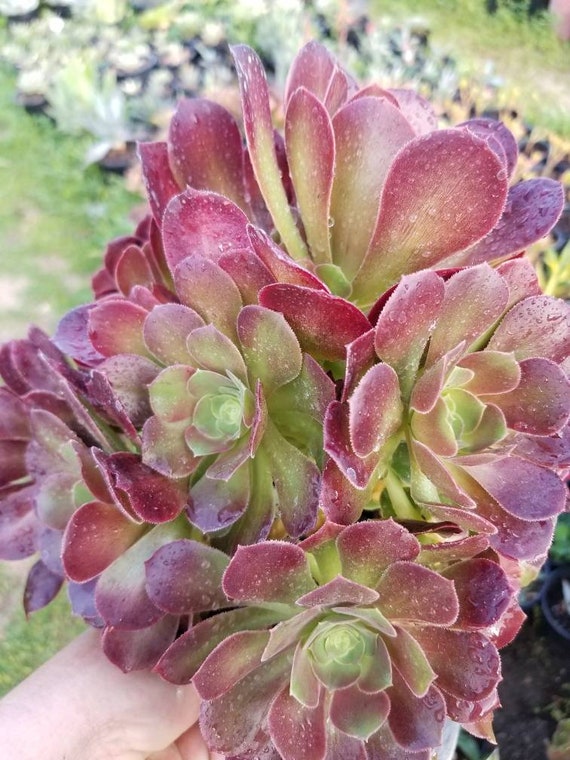 1 Gal. Aeonium Salad Bowl Etsy