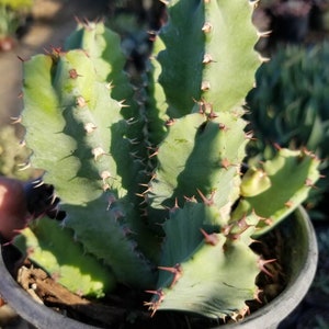 Euphorbias Resinifera (1 Gal pot)
