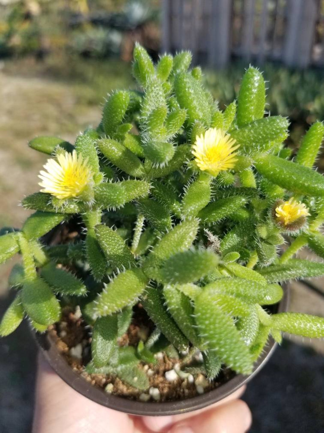 Pickle Plant (4 Pot) / Delosperma Echinatum / Live Succulent - Etsy