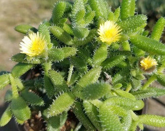 Pickle Plant 4” / Delosperma echinatum / Live Succulent