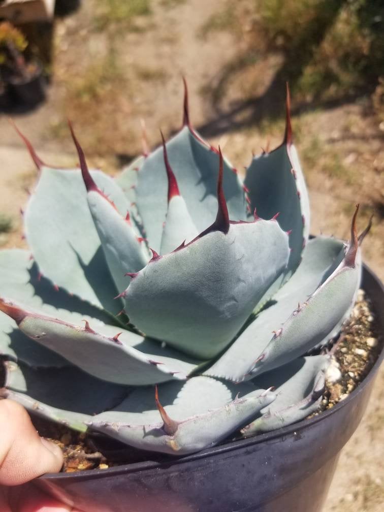 10x Agave Parryi Var. Truncata Agaven Garten Pflanzen - Samen ID716