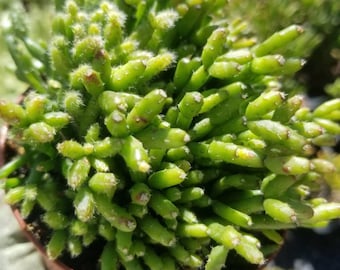 Hatiora salicornioides - Dancing Bones Cactus (4" pot)