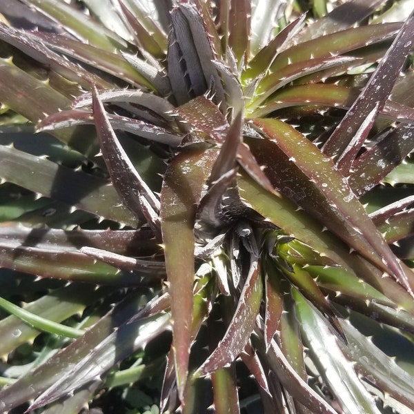 Dyckia Cherry Cola (3 gal.pot)