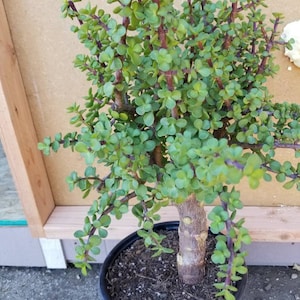 May include: A potted jade plant with small, round, green leaves and reddish-brown stems. The plant is in a black plastic pot filled with dark soil. The plant has a thick, textured trunk.