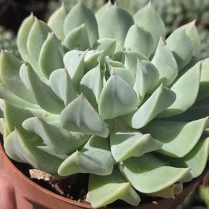 Echeveria Topsy Turvy (4&quot;pot)