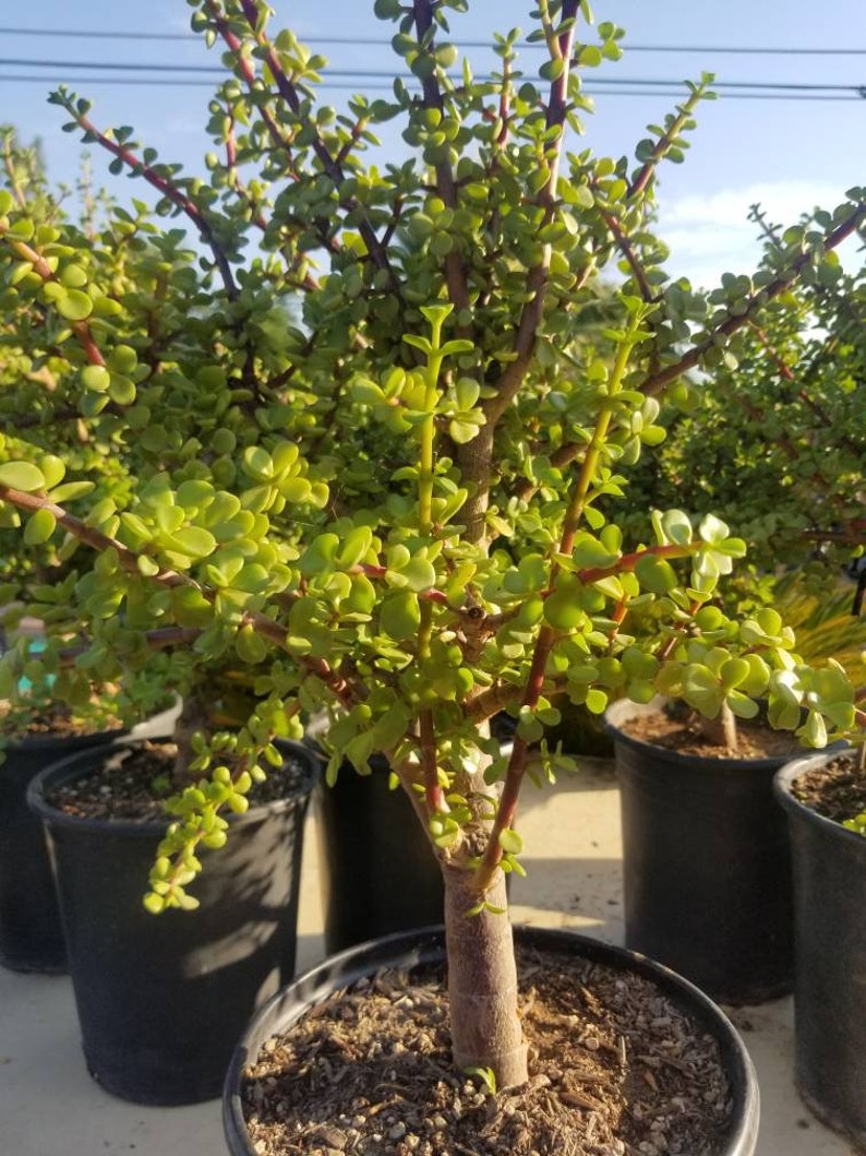 Portulacaria Afra Elephant Bush Tree 5 Gal Pot Etsy