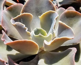 Echeveria Violacina (4" Pot) Succulent Plant