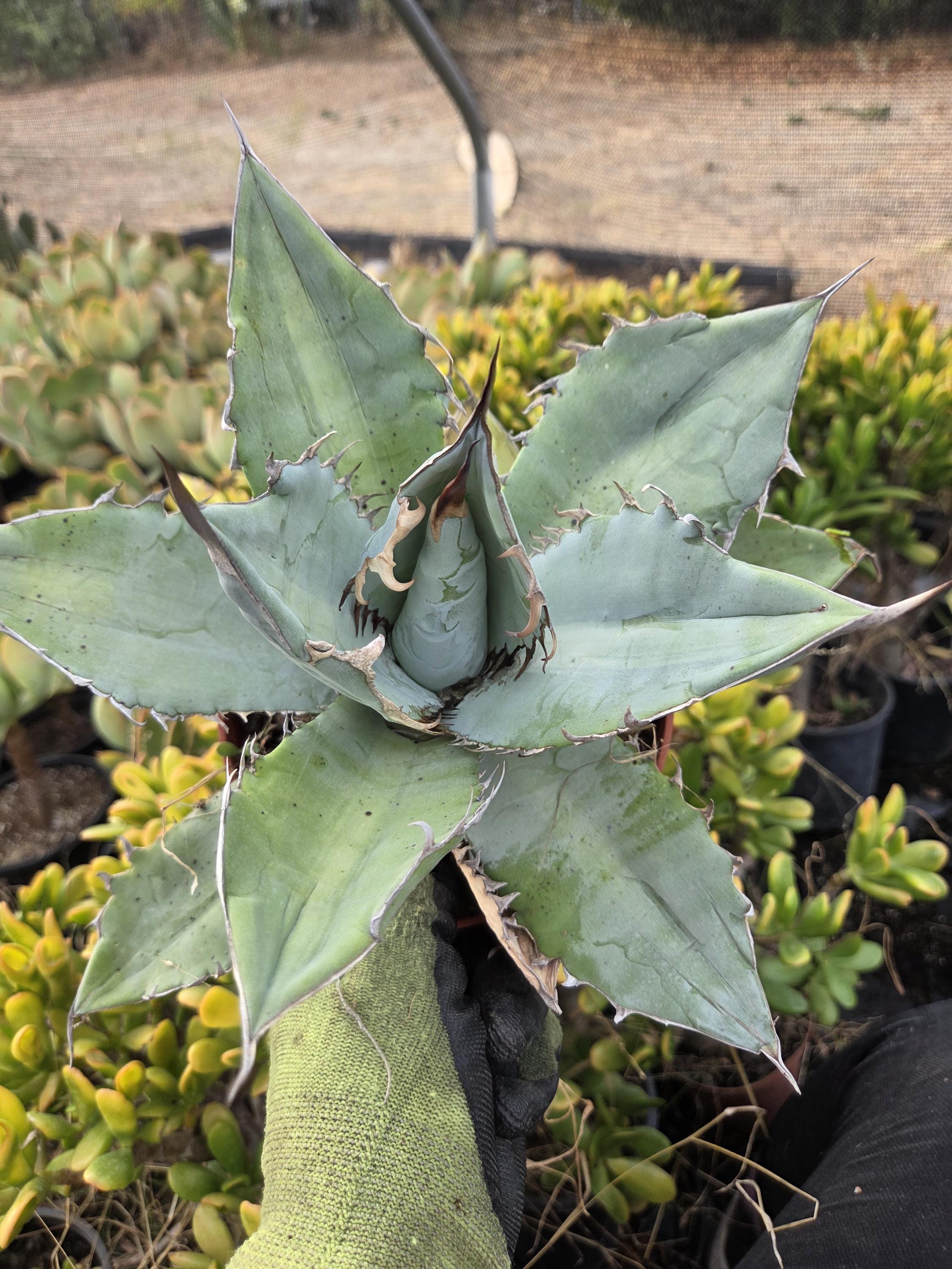 Agave Titanota White Ice - Etsy