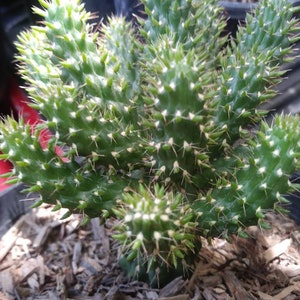 May include: A green cactus plant with many spines growing in a pot with brown wood chips.