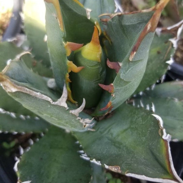 Agave Titanota (1 Gal. Pot)