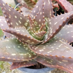 Aloe Saponaria &quot;Aloe Maculata&quot; (1 gal.pot)