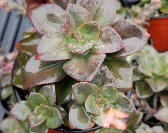 Echeveria Croma, (4" pot) succulent plant