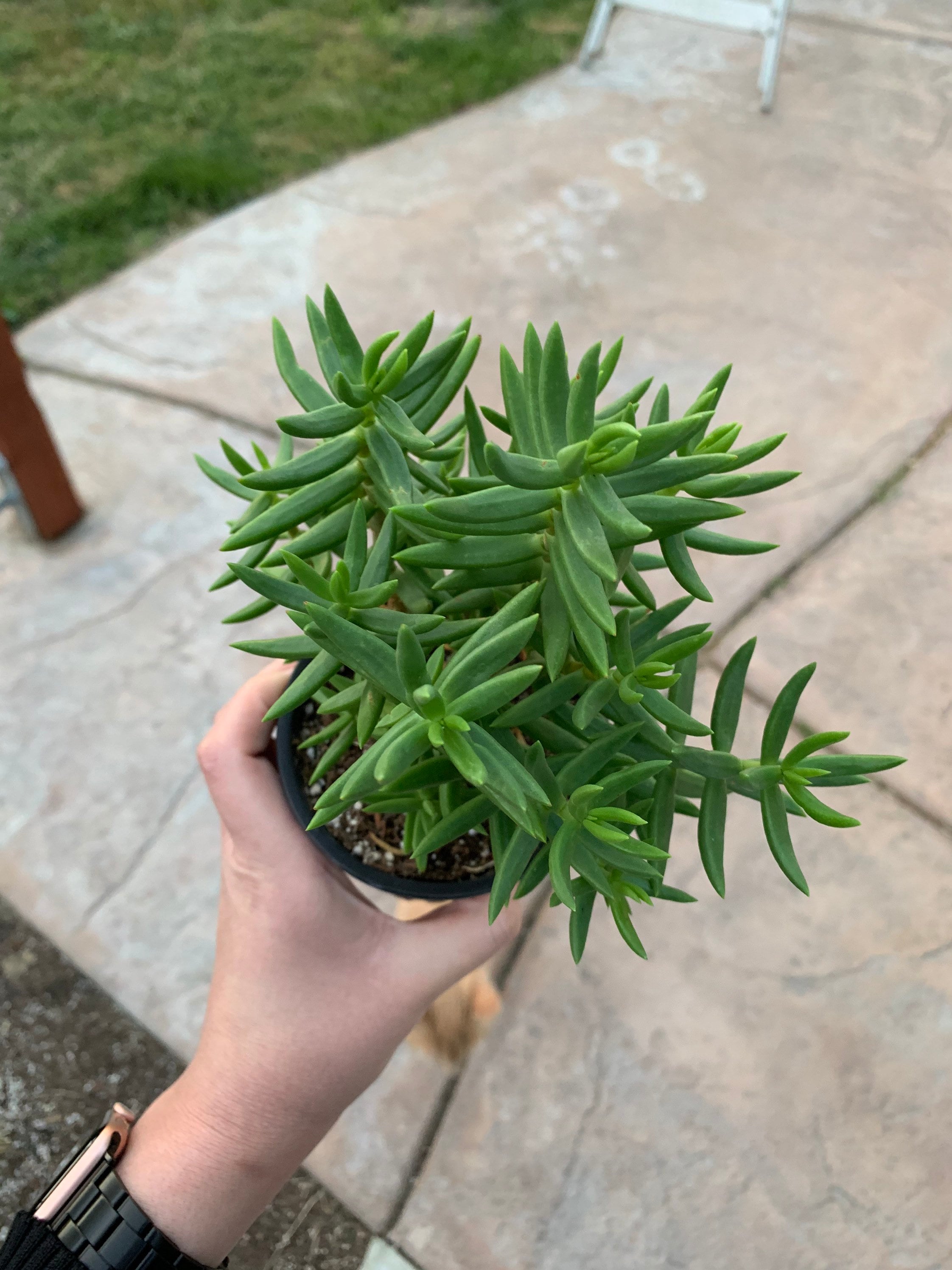 Crassula Tetragona / Bonsai Pine / Miniature Pine Tree (4" Pot) - Etsy