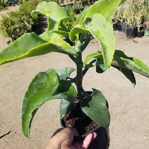 May include: A green Kalanchoe plant with large, wavy-edged leaves. The plant is in a black plastic pot and held by a hand. The leaves have a waxy appearance and are a vibrant green color. The plant is outdoors, with other plants in the background.