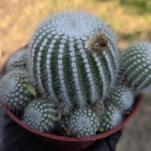 Parodia Scopa Silver Ball Cactus (4&quot; Pot) Cluster