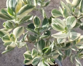 Variegated Crassula Ovata Jade Tree (1 Gal. Pot) "Bonsai Tree"