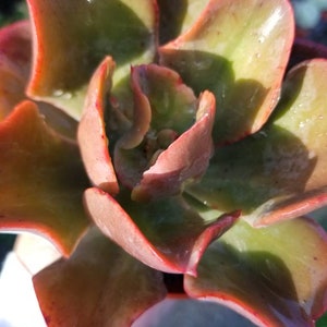 May include: A close-up of a succulent plant with green and red leaves. The leaves are thick and fleshy, and they have a slightly pointed shape. The plant is in a pot, but the pot is not visible in the image.