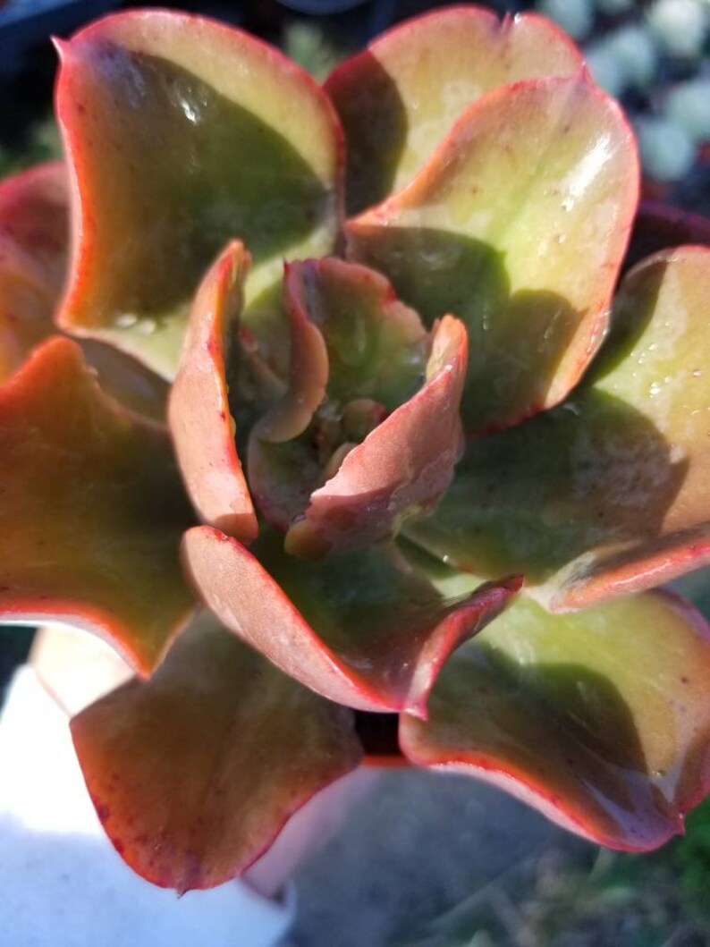 May include: A close-up of a succulent plant with green and red leaves. The leaves are thick and fleshy, and they have a slightly pointed shape. The plant is in a pot, but the pot is not visible in the image.