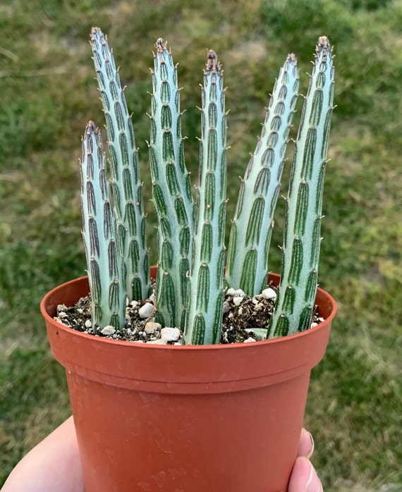 best potting soil indoor plants Indoor Soil – Tropical Plants of Florida