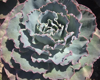 Echeveria Sahara (5 gal. Pot)