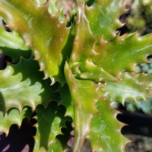Aloe Congolensis (4&quot; pot) Succulent Plant