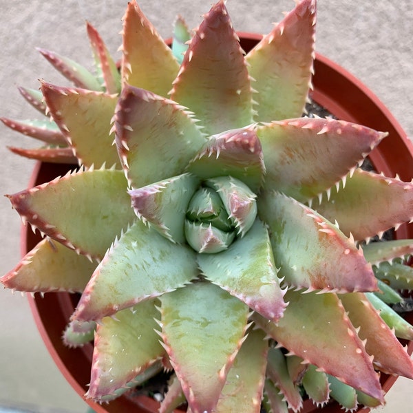 Aloe Brevifolia 6” Pot Live Plant