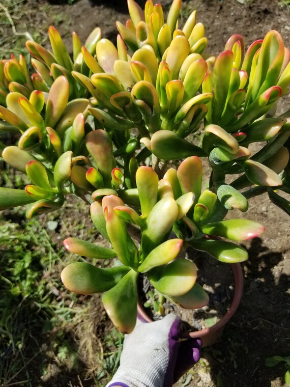 Crassula Ovata Hobbit Sunset Tree (1 Gal. Pot) "bonsai Tree" - Etsy