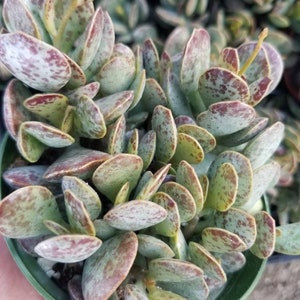May include: A close-up of a succulent plant in a green pot. The plant has rounded, light green leaves with reddish-brown spots and edges. The leaves are arranged in a dense, overlapping pattern, creating a textured appearance.