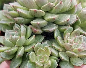 4" Echeveria Olivia Cluster