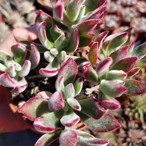 Echeveria Harmsii / Red Slippers/ Red Echeveria/ Echeveria Pulvinata/ Red Velvet / Plush Plant (4&quot; pot)
