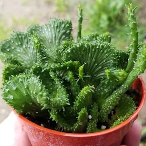 Euphorbia Flanaganii Medusa Crested (4&quot; pot)