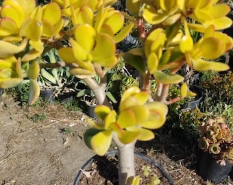 Crassula Ovata Hummel's Sunset (1 Gal. Pot) "Bonsai Tree"