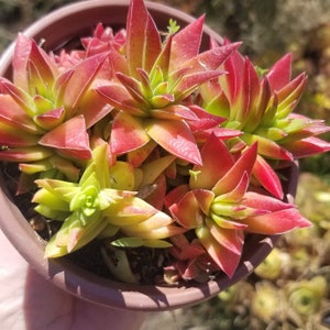May include: A close-up of a succulent plant in a brown pot. The plant has vibrant red and green leaves with pointed tips. The leaves are arranged in a rosette pattern, creating a visually appealing display. The plant is a vibrant addition to any home or garden.