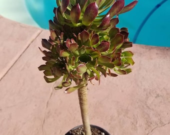 Aeonium Arboreum Atropurpureum (1 gal. Pot)