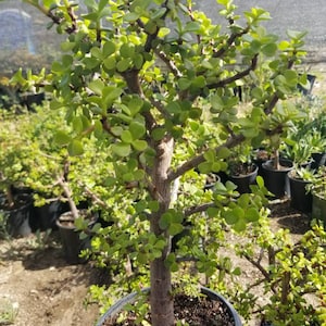 May include: A small, green, bonsai tree with a thick, brown trunk. The tree is potted in a black plastic pot and is sitting on a pair of blue jeans.
