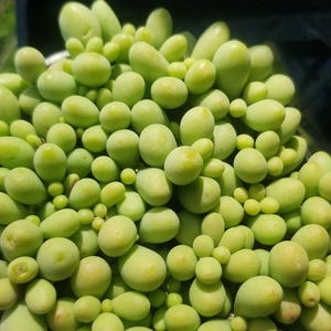 May include: A close-up of a succulent plant with many small, green, bulbous leaves. The leaves are clustered together in a dense, rounded shape.