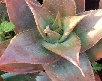 Aloe Striata Hybrid  (1 Gal. Pot)