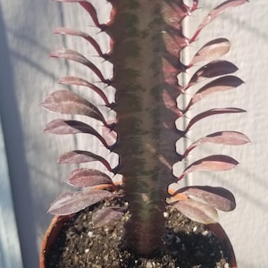 Euphorbia Trigona Rubra (4&quot; pot)