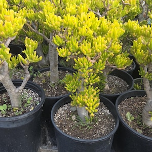 Crassula Ovata Gollum Tree (5 Gal. Pot) &quot;Bonsai Tree&quot;