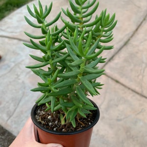 May include: A green succulent plant with long, thin leaves growing in a brown plastic pot.