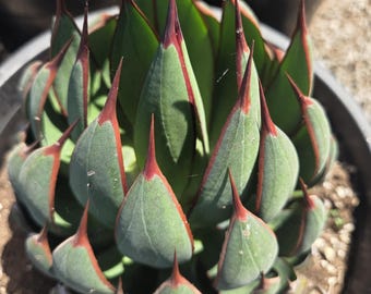 Mangave Praying Hands (3 gal. Pot)