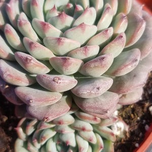 Echeveria Minima, Succulent plant (4&quot; pot)