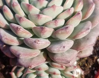Echeveria Minima, Succulent plant (4" pot)