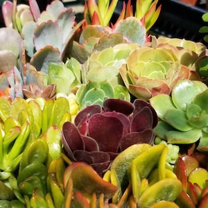 Succulents Cuttings (2 Pounds) more than 80 Cuttings