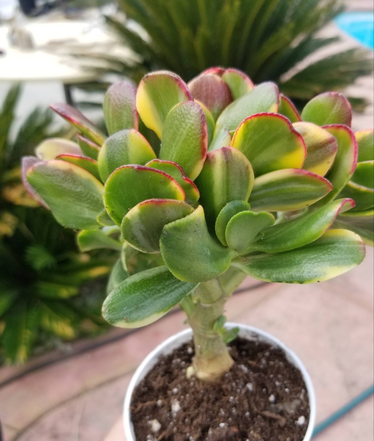 15+ Lemon And Lime Jade Plant