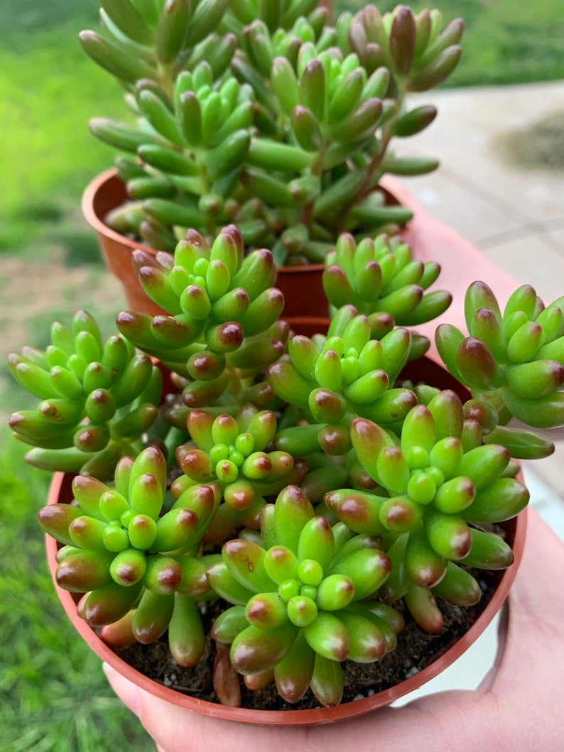 Sedum rubrotinctum Jelly Bean Plant / Pork and Bean Live Plant 4 pot image 6