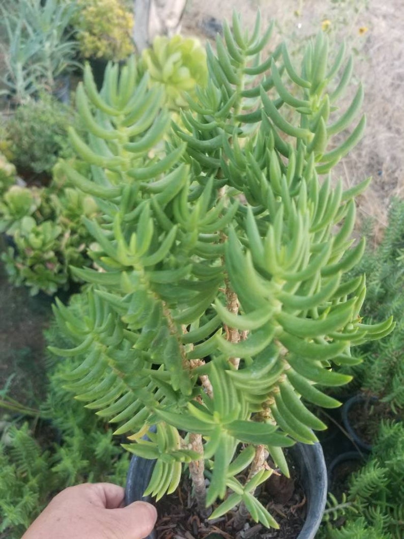 Mini Pine Tree Succulent - Crassula tetragona - 4 Inch